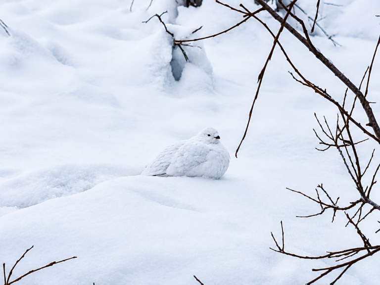White as Snow